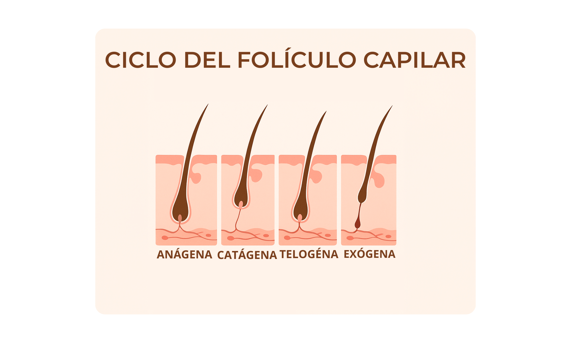 Esquema del ciclo natural del cabello.