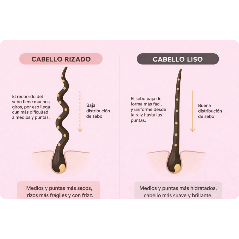 estructura del rizo y distribución del sebo