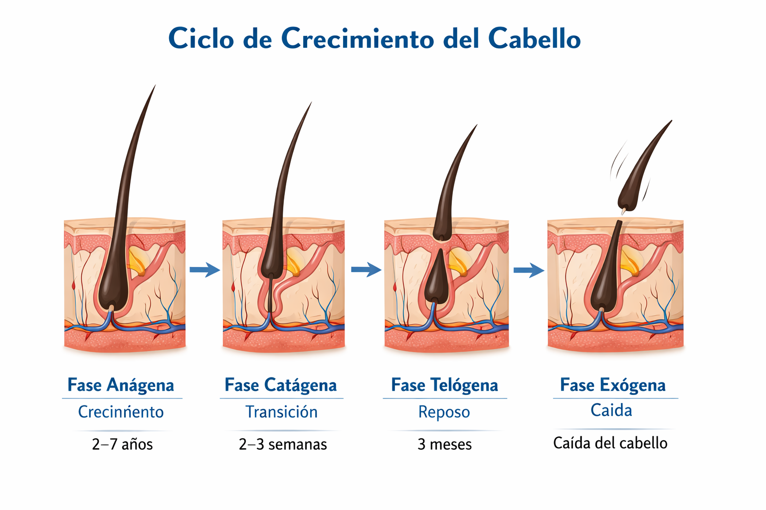 fases del ciclo de crecimiento del cabello