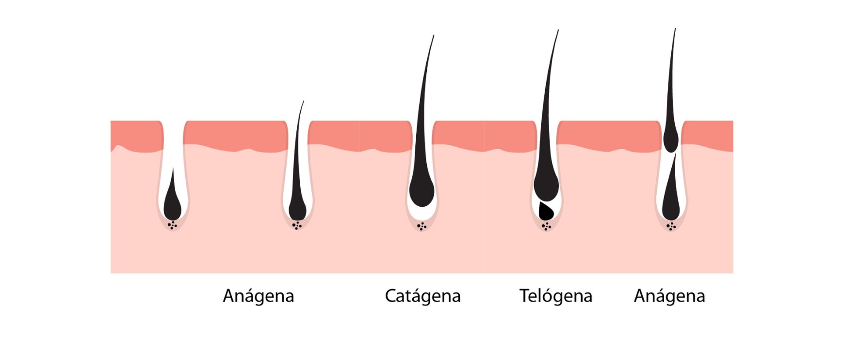 fases del crecimiento del cabello